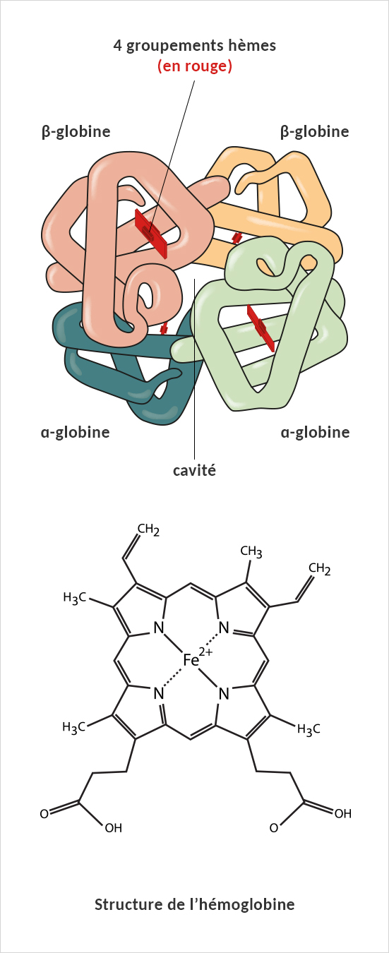 L’hémoglobine est constituée de 2 sous-unités d’alpha-globine et de 2 sous unités de bêta-globine. Chacune de ces sous-unités est liée à un groupe hème qui contient un atome de fer capable de s’associer à l’oxygène.