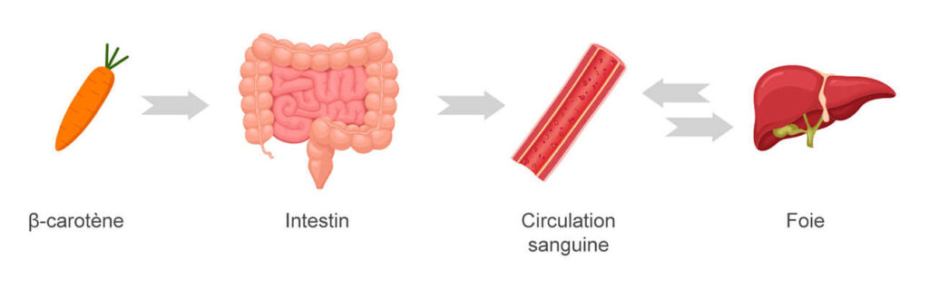 Schéma du transit de beta carotene, des intestins vers le foie en passant par la circulation sanguine